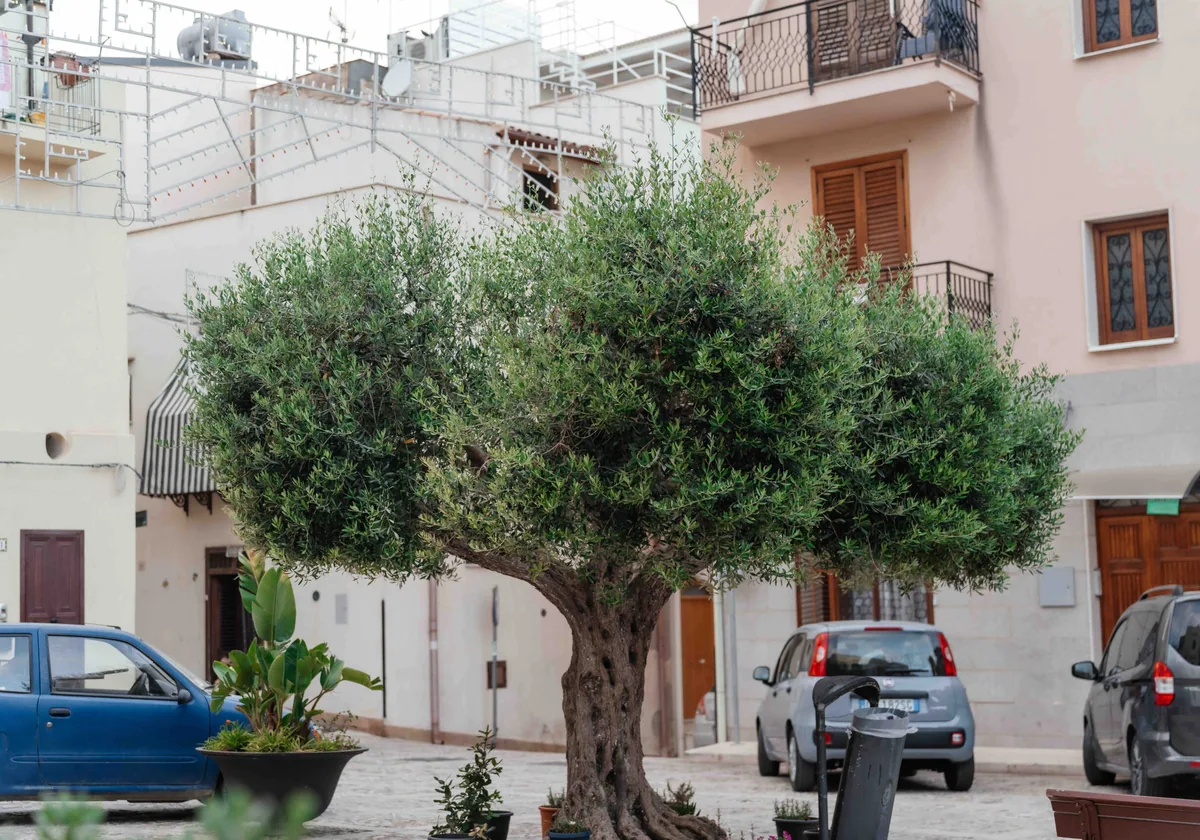An olive tree in a small square surrounded by pastel Sicilian houses
